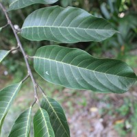 Artocarpus zeylanicus (F.M.Jarrett) E.M.Gardner & Zerega
